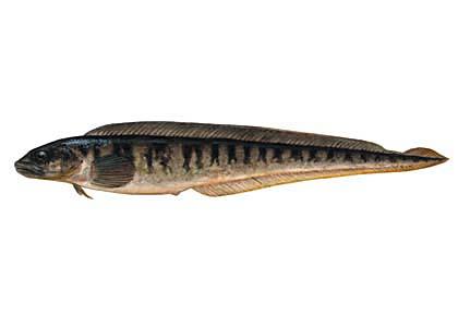 Lucītis Zoarces viviparus... Autors: Sperovs Latvijas zivis