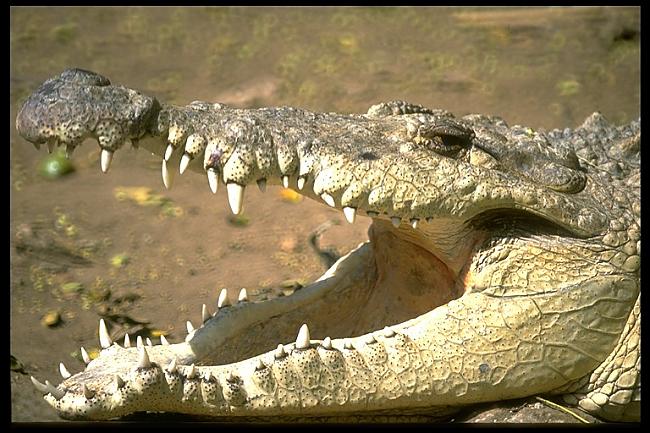 Krokodīls nemāk izbāzt mēli Autors: coldasice Interesanti fakti