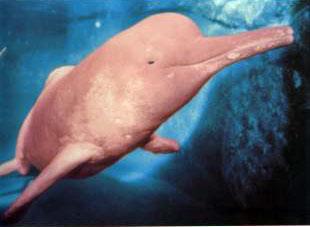 Delfīni ir pieņēmuši rozā... Autors: surikāts TOP 10 dīvainākie dzīvnieki.