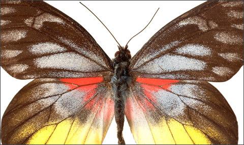 Lepidopterophobia bailes no... Autors: Yehet 6 absurdas fobijas