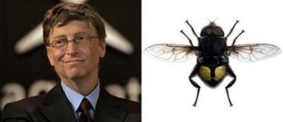 Bill Gates Flower Fly... Autors: elements Dzīvnieki, kurus nosauca slavenību vārdos.