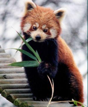 5 Sarkanā panda Red Panda... Autors: VinijsPūks 25 pasaules jocīgākie dzīvnieki