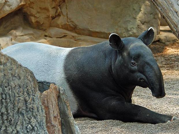 9 Tapīrs Tapir jeb Tapirus Autors: VinijsPūks 25 pasaules jocīgākie dzīvnieki