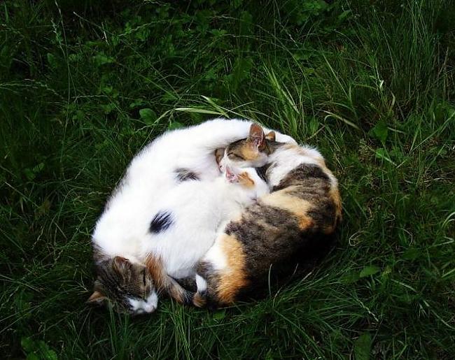 Ja kaķis plēš mēbeles... Autors: Chaangalis 45 interesanti fakti par kaķiem