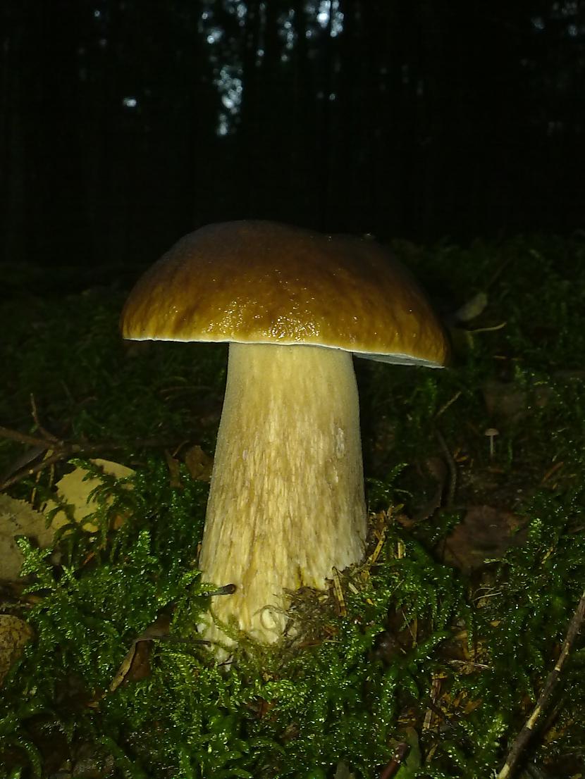 Autors: LNT Degpunkts Rudens - sēņu laiks