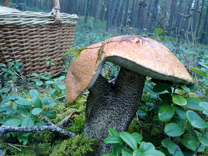 redz kur arī sēņu jumis Autors: LNT Degpunkts Rudens - sēņu laiks