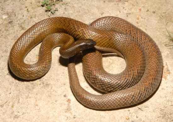 Fierce Snake or Inland... Autors: qfd2 10 indīgākās čuskas pasaulē.