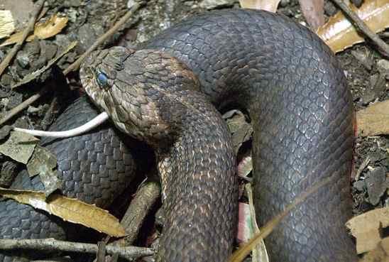 Death Adder Nāves Odze 9... Autors: qfd2 10 indīgākās čuskas pasaulē.