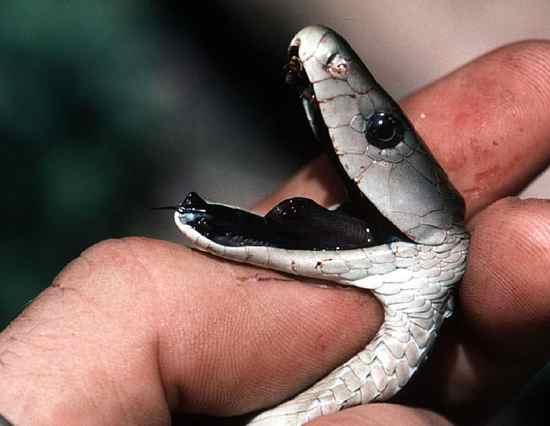 Black Mamba Melnā Mamba 5... Autors: qfd2 10 indīgākās čuskas pasaulē.