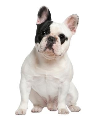 Franču buldogs Autors: littlebeeryy Populārākās suņu šķirnes Latvijā