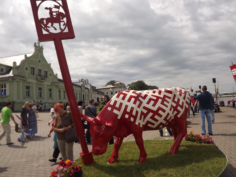 Ķēniņgovs Mūsdienīga... Autors: rutazeva ''Govju parāde'' Ventspilī.