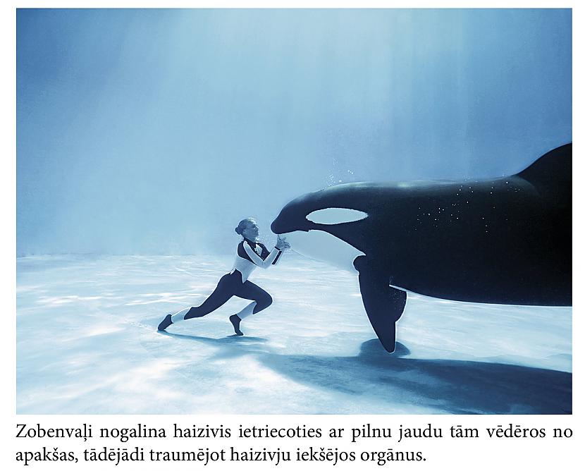 Autors: Mūsdienu domātājs Fakti, kas iedzīs tevi šokā... (2)