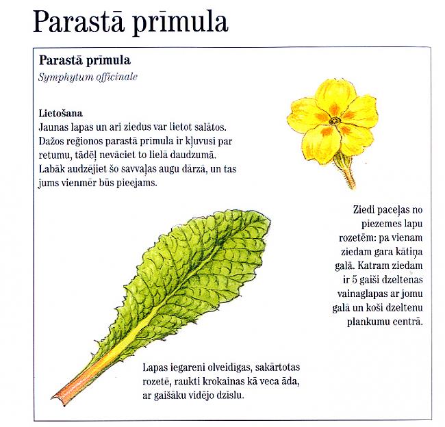 Autors: rasiks Neslinko sagādāt prieku.