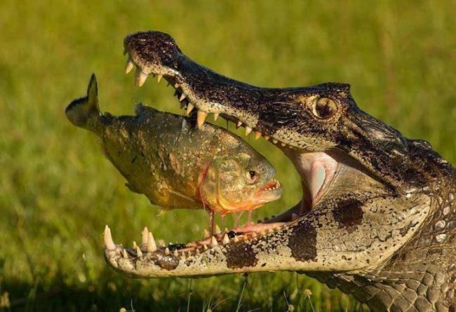 Piranja un aligators Autors: nikrider Veiksmīgs kadrs