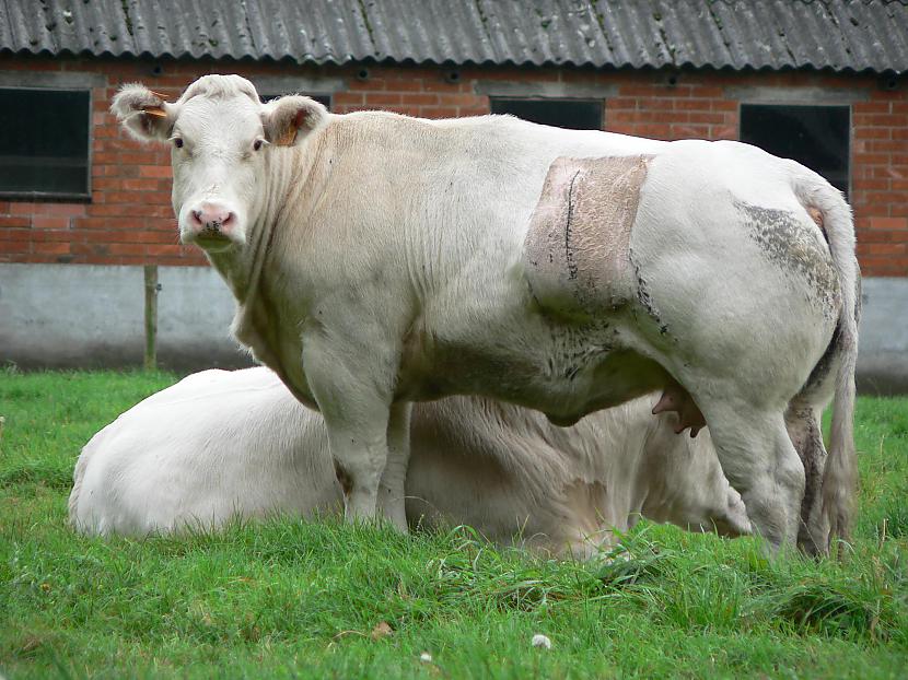 Lai uzlabotu gaļai paredzēto... Autors: KOMANDI3RIS Beļģijas zilais bullis!