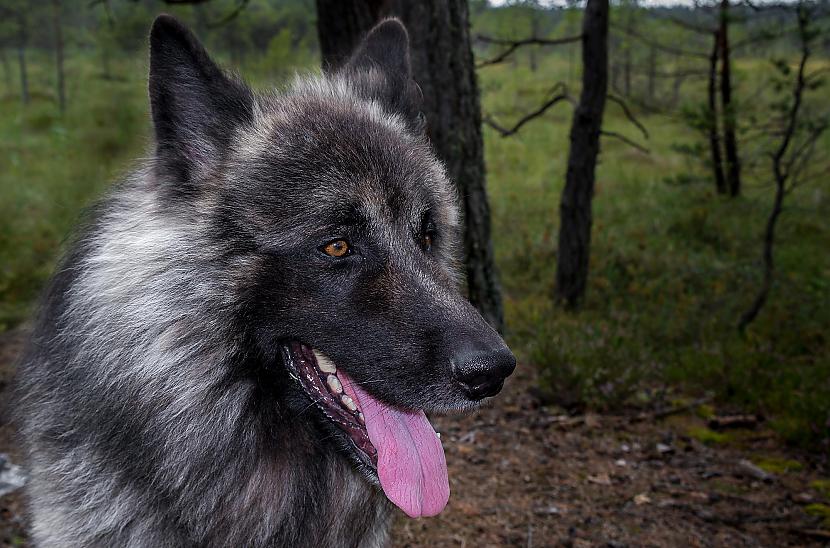 Autors: zmpi Jaukas un nejaukas bildītes.