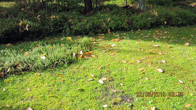 Ozols pa nakti atkal lapas... Autors: rasiks Rudenīga vārdu spēle