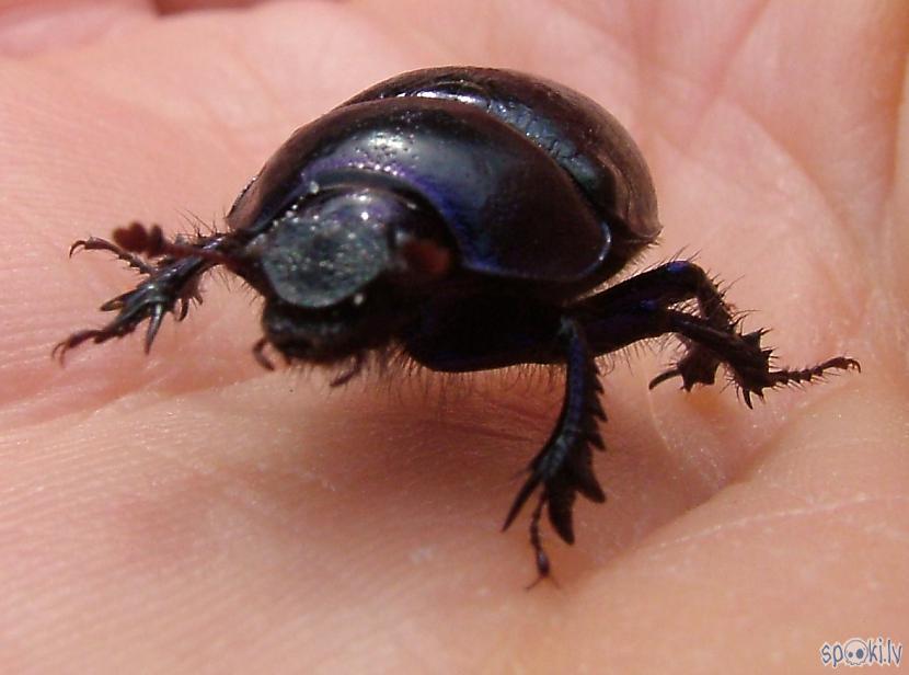 Autors: Strāvonis Akacene