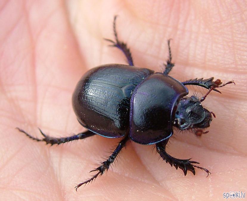Autors: Strāvonis Akacene