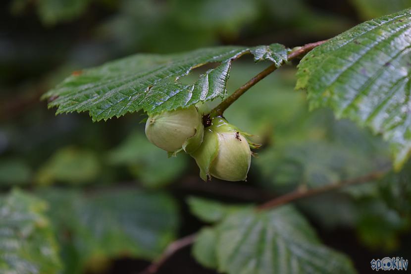Autors: Strāvonis Lazda
