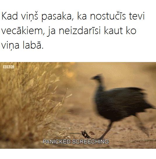 Autors: matilde 18 attēli, kurus sapratīs tikai tie, kuriem ir BRĀLIS