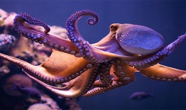 Astoņkājim ir trīs sirdis Autors: Daivids 25 savādi fakti.