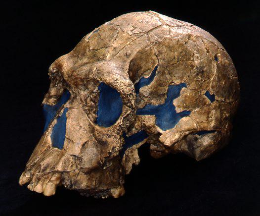 homo habiļa galvaskaussnu... Autors: andza512 Aizvēsturiskie cilvēki
