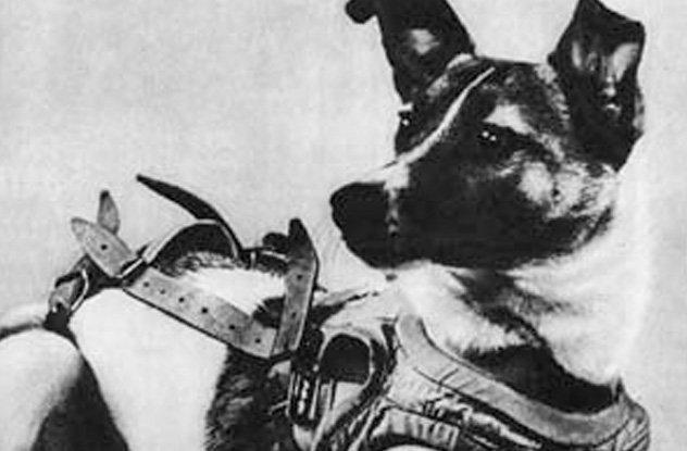 Laika bija klaidonis Pirms... Autors: Kornēlijs Zipidrics 10 traģiski fakti par Laiku - pirmo suni kosmosā