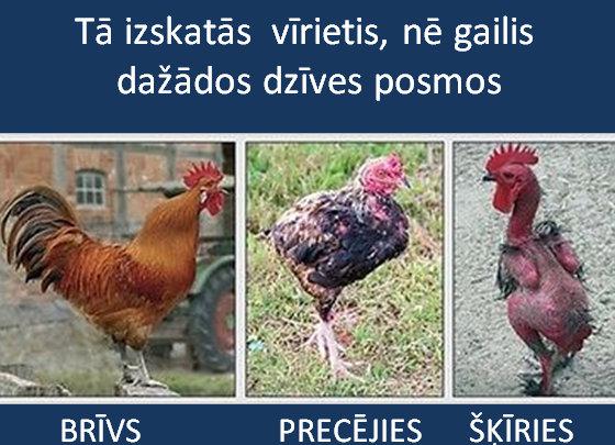 Autors: rasiks Omes joki