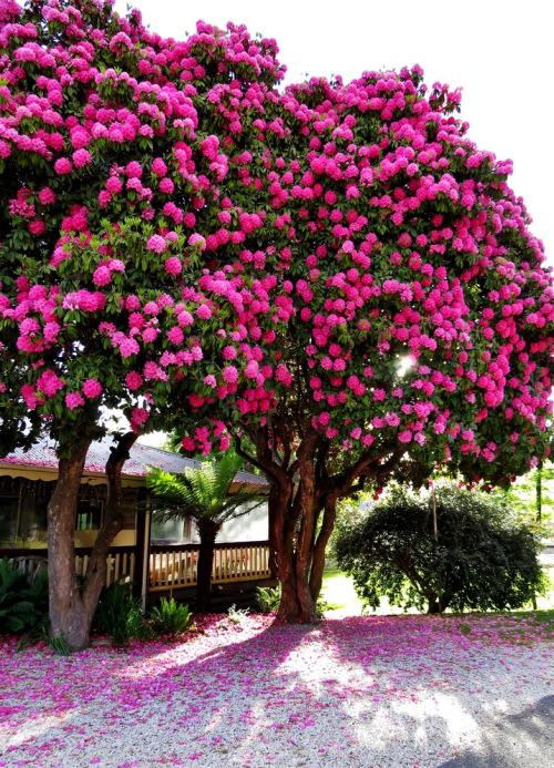 2 Rododendrs ROZES KOKS... Autors: Vinnīts Koki!