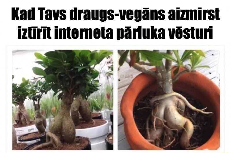Autors: KALENS Bildes, kas uzlabos Tavu garastāvokli