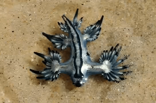 Glaucus atlanticusnbspir... Autors: Empire States Interesantas radības uz zemes