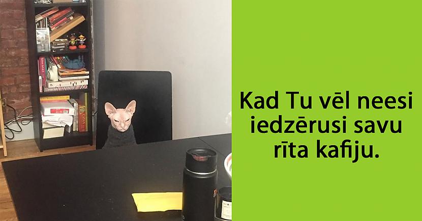 Autors: matilde 24 attēli, kas pierāda to, ka mājdzīvnieki ir tie paši cilvēki tikai ar kažoku