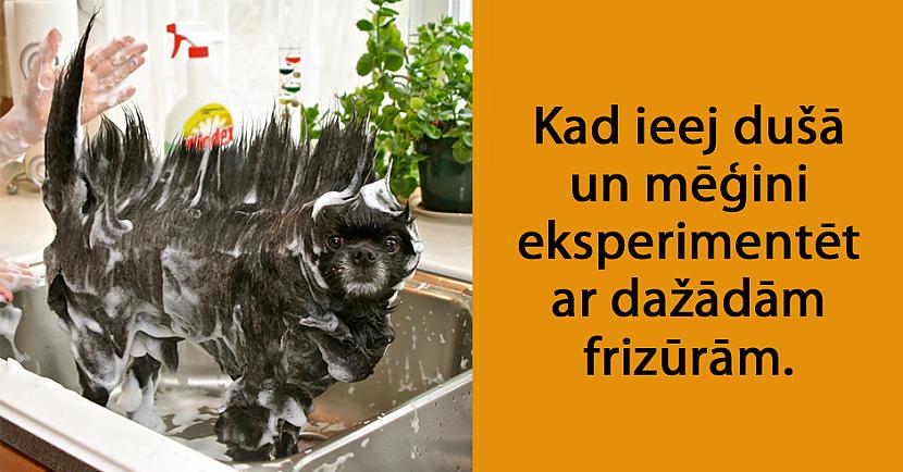 Autors: matilde 24 attēli, kas pierāda to, ka mājdzīvnieki ir tie paši cilvēki tikai ar kažoku