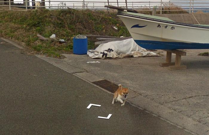 Autors: matilde Skaties kā Japānā kāds suns centās noķert «Google Street View» automašīnu
