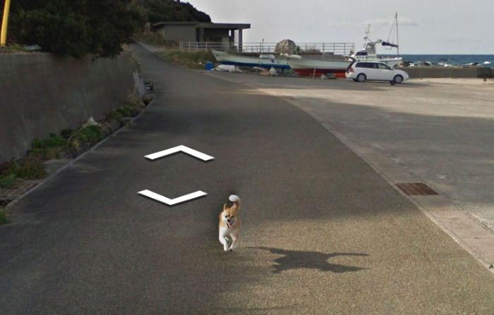 Autors: matilde Skaties kā Japānā kāds suns centās noķert «Google Street View» automašīnu