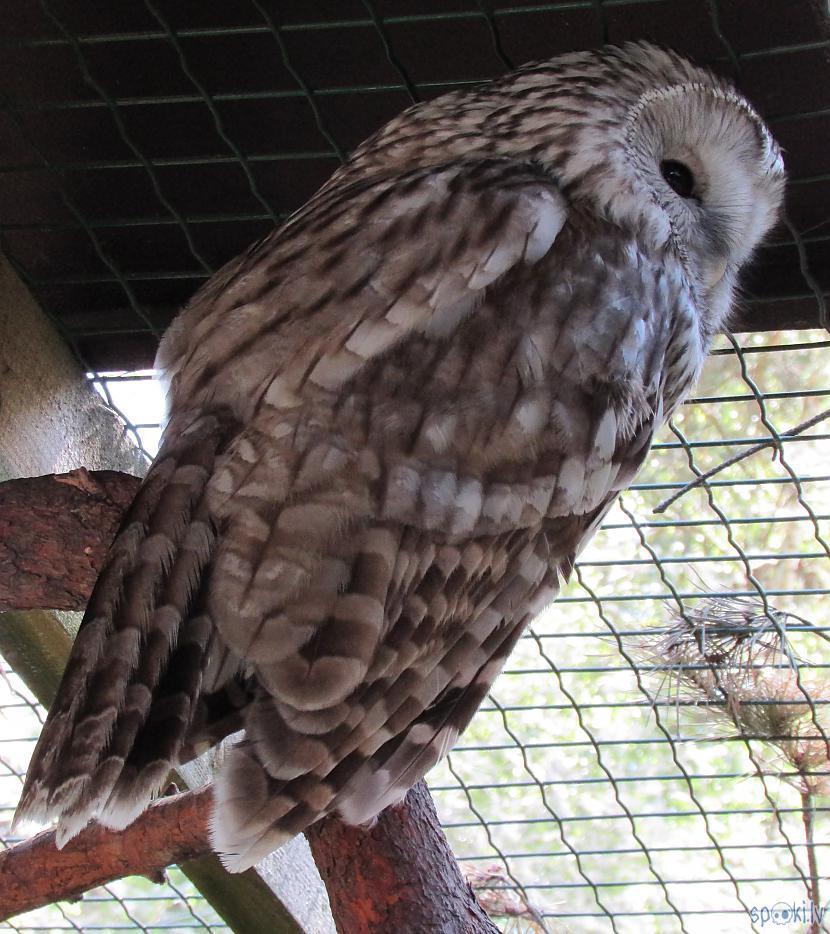 Autors: pyrathe Rīgas ZOO (svētdienas pastaiga)
