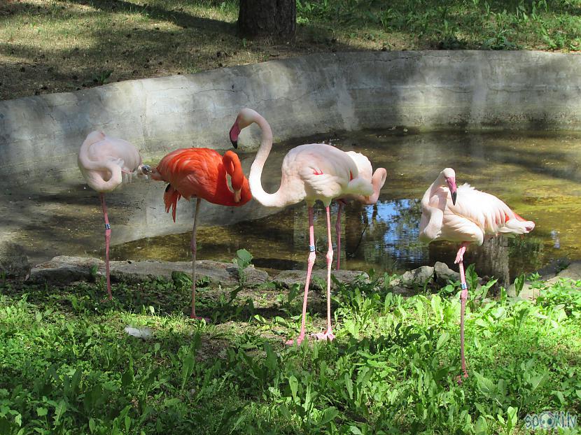 Autors: pyrathe Rīgas ZOO (svētdienas pastaiga)