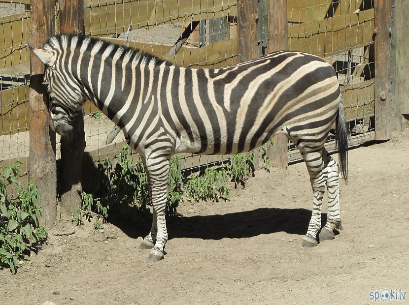 Autors: pyrathe Rīgas ZOO (svētdienas pastaiga)