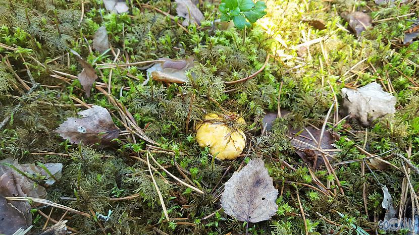 Ir Pirmā gailene scaronogad Autors: The Diāna Ir mežā gailenes. IR!