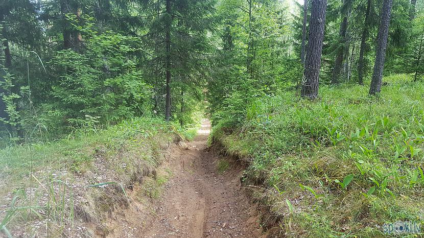 Ainava Autors: The Diāna Ir mežā gailenes. IR!