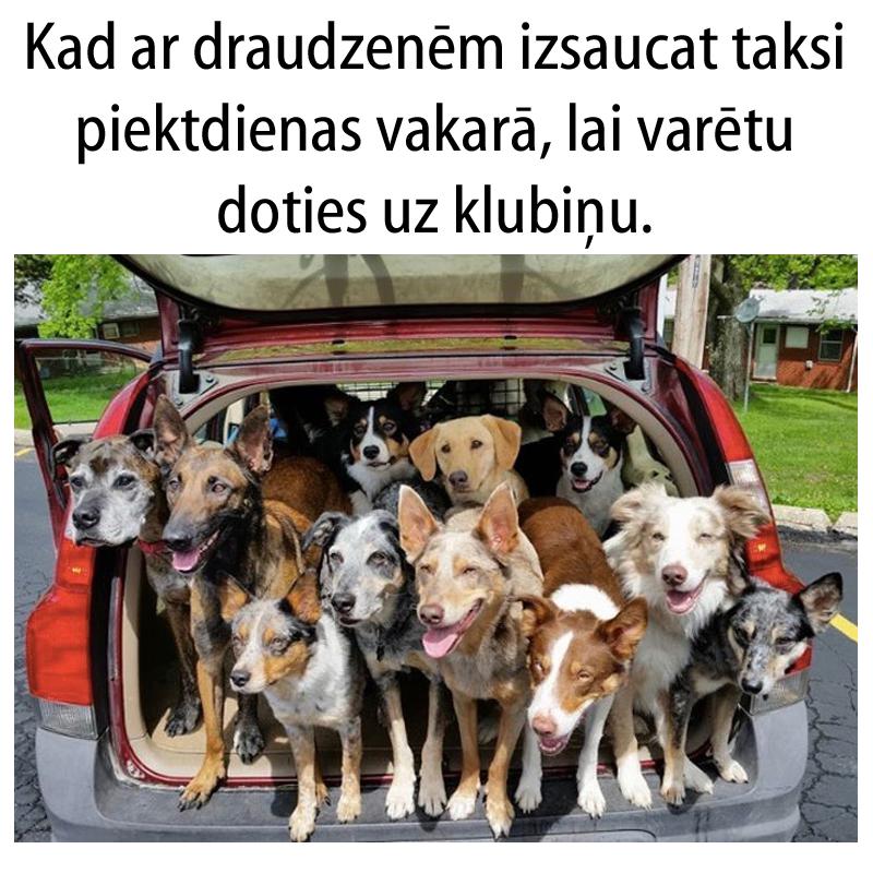 Autors: matilde 15 patiesi joki, kurus sapratīs tie, kas ikdienā brauc ar taksi