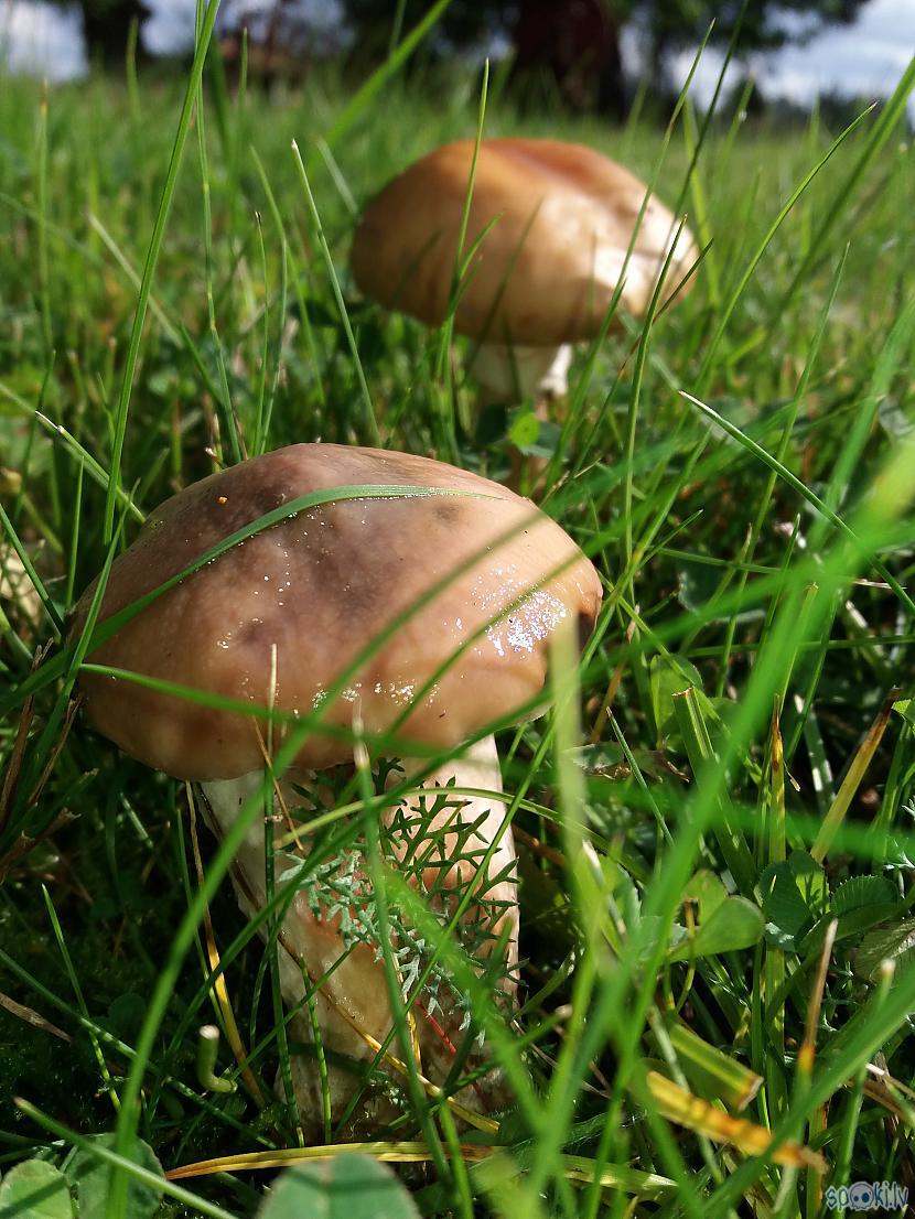 Autors: cikonia Daži dabasskati 2