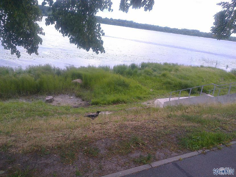 Un ātri ātri mūk Autors: ezkins Un atkal pīles kliedz...
