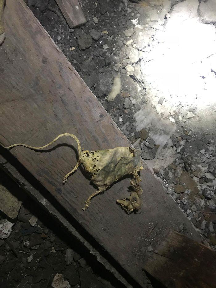 Autors: dueto Vēl 17 trakākās lietas, kas atklātas, veicot ēku inspekciju.