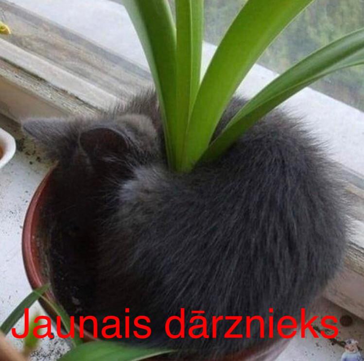 Autors: Charged Iespējams, uzlabos GARASTĀVOKLI.