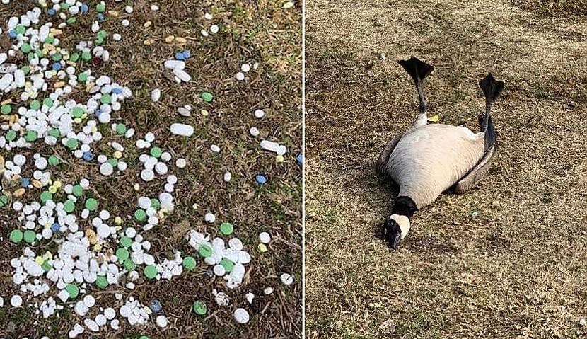 Kāds parka apmeklētājs... Autors: Mao Meow Zoss, kura pārdozēja parkā pamestus cilvēku medikamentus