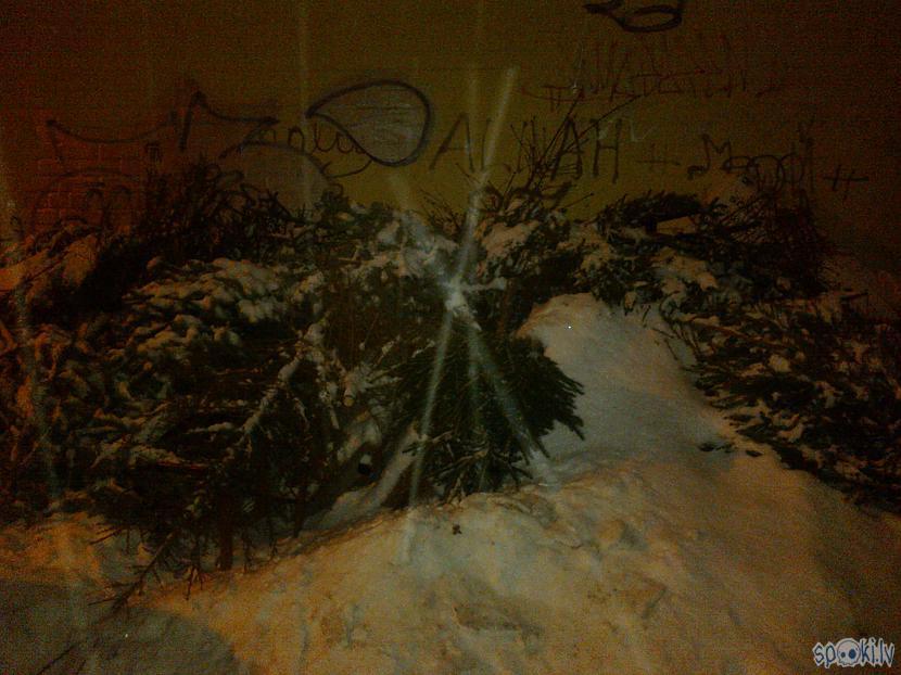 Autors: ezkins Ak, eglīte...