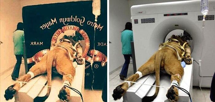 Aizkuliscaronu fotogrāfija... Autors: matilde 15 «viltus» fotogrāfijas, kurām visi internetā tic
