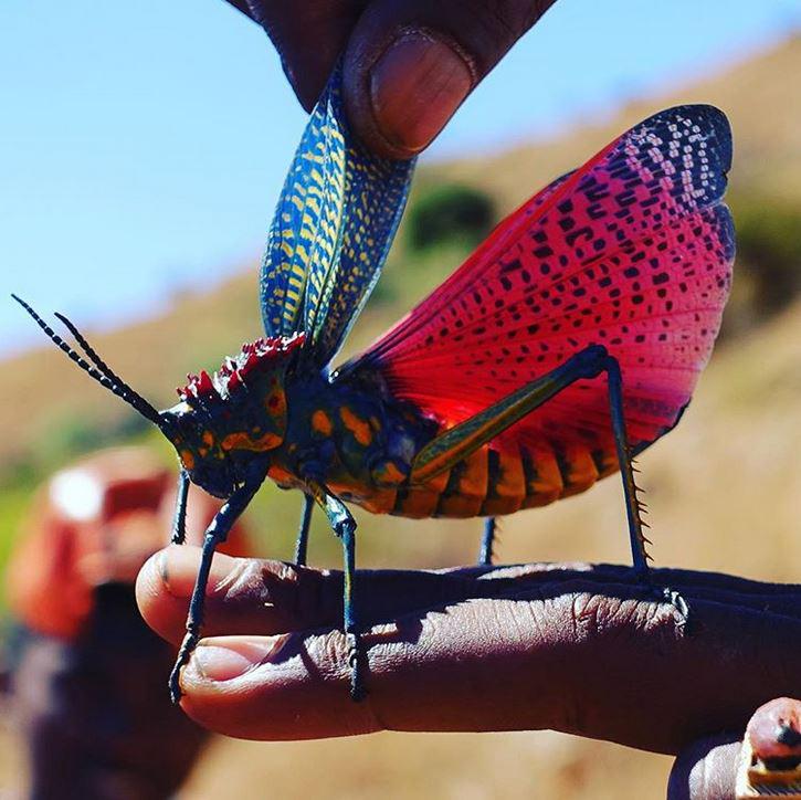 Madagaskaras sienāža retās... Autors: Lestets 22 bildes kā pierādījums, ka daba ir pilna ar noslēpumiem